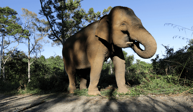Asia: Hallan un elefante sin cola ni colmillos en reserva de Camboya 