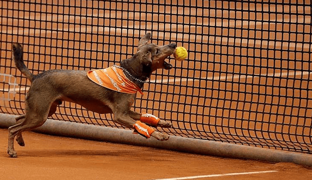 Brasil: perros abandonados recogen pelotas de tenis mientras esperan ser adoptados