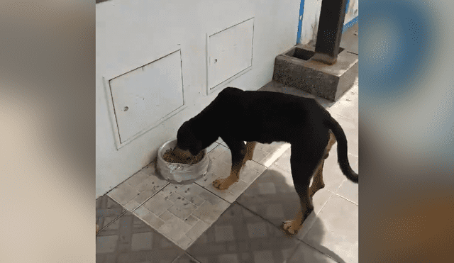 Facebook viral: la disciplina de estos perros callejeros para hacer cola y recibir su comida sorprende en redes