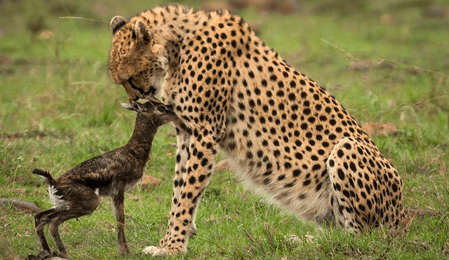 La hembra de guepardo actuó con instinto maternal al ver al antílope recién nacido. Foto: Federico Veronesi