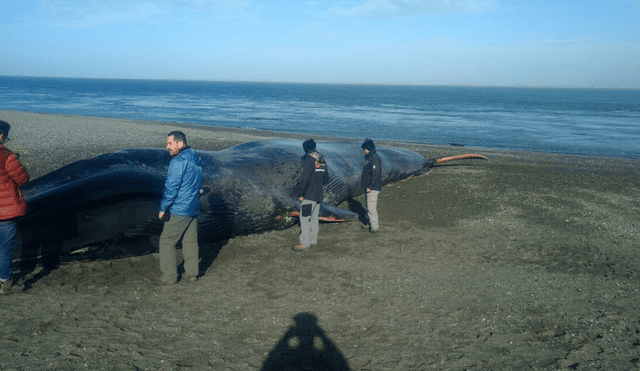 Facebook: jóvenes hicieron grafitis sobre una ballena azul en Chile