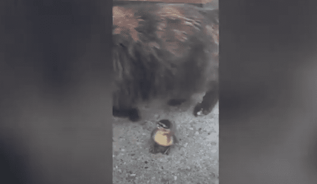 Desliza las imágenes hacia la izquierda para observar la emotiva escena entre un pato bebé y un gato. Foto: Caters Clips.