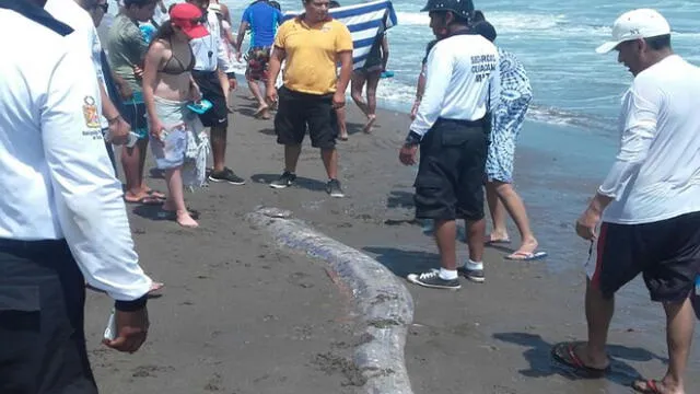 Tacna: Extraña Criatura marina sorprende a veraneantes [VIDEO]