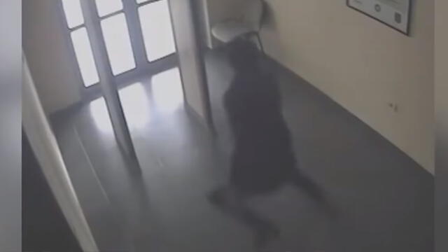La increíble huida de preso en plena lectura de sentencia [VIDEO]