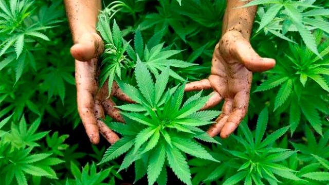 El cultivo y consumo de marihuana recreacional en porciones mínimas será legal en Italia. Foto: Referencial