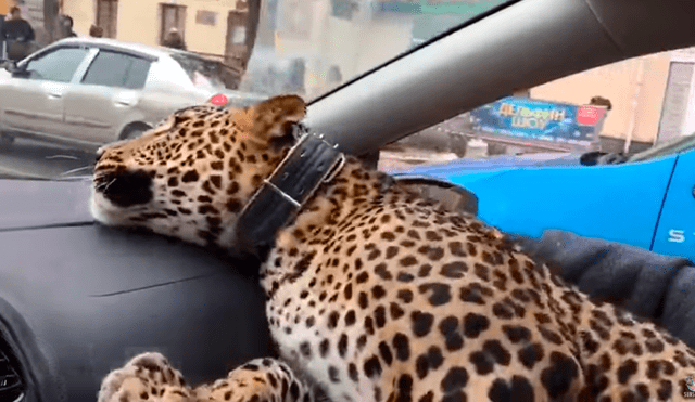 YouTube: Leopardo sube a un taxi en Rusia y ocurre lo inesperado