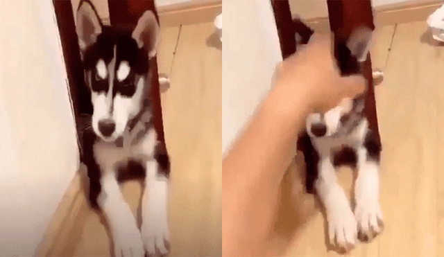 Joven condiciona a su perro con inesperados movimiento para que ‘baje el volumen’ de sus ladridos [VIDEO]