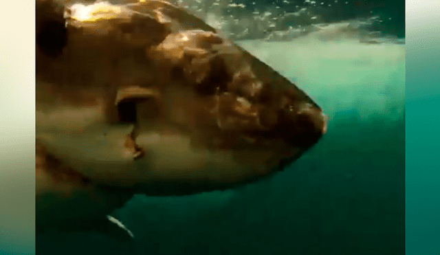 Hombre le juega una cruel broma a enorme tiburón y graba una aterradora escena [VIDEO] 