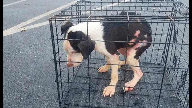 Atrapado en una trampa mortal. Un indefenso perro de color blanco y negro fue rescatado de la muerte por un hombre en Estados Unidos.
