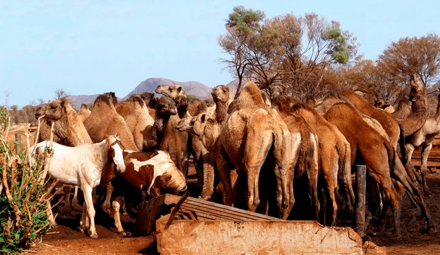 10 mil camellos están en riesgo de ser fusilados