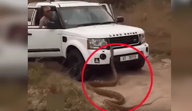 Turistas tratan de escapar de hambrienta serpiente, sin sospechar que reptil haría lo impensado [VIDEO]