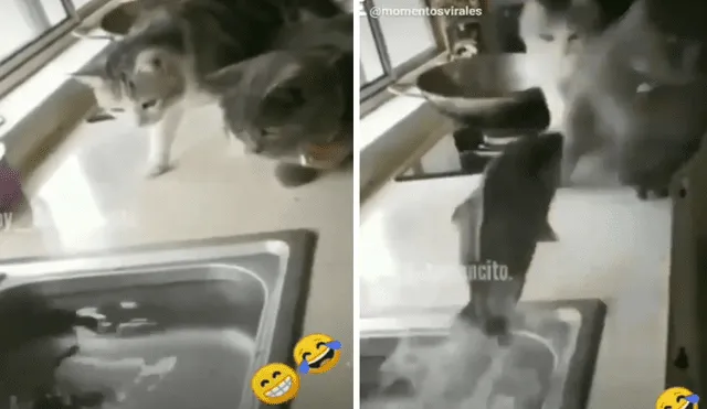 A través de Facebook se hizo viral el divertido momento en que pez intenta atacar a dos curiosos gatos.