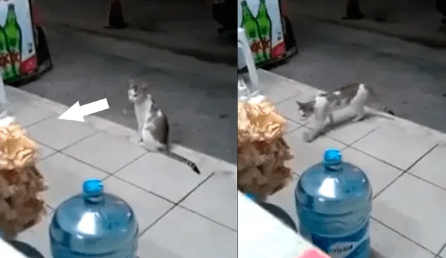 Facebook: gato callejero se hace el 'distraído' para 'robar' alimento de una tienda [VIDEO]