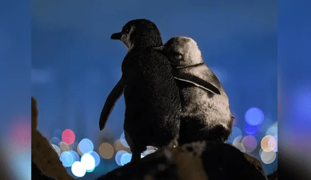 Fotógrafo capturó a dos pingüinos viudos admirando un paisaje nocturno en Australia. Foto: Instagram