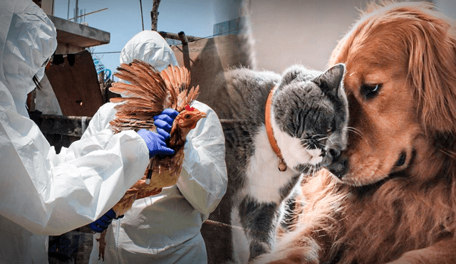 ¿La gripe aviar puede contagiar e infectar a perros y gatos? Esto dicen los especialistas | influenza aviar | H5n1. Foto: composición LR/Senasa/L'Arca Clínica Veterinària