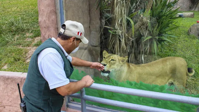 Personal del parque interactuando con una leona. Foto: Parque de las Leyendas.
