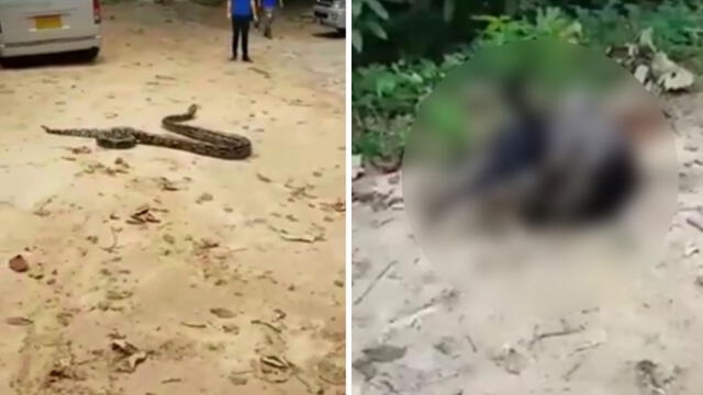 Facebook: perro de salva de "milagro" tras estar cerca de ser asesinado por anaconda