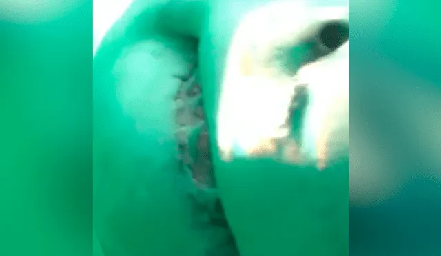 YouTube viral: hambriento tiburón ve cámara acuática y lo destroza con letal mordisco [VIDEO] 