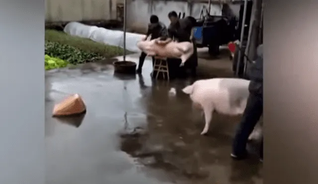 YouTube Viral: venganza de cerdo contra criador que iba a matar a su amigo
