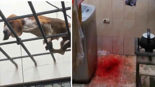Maltrato animal: piden ayuda para mascota atrapada entre los fierros de un techo en Comas [VIDEO]