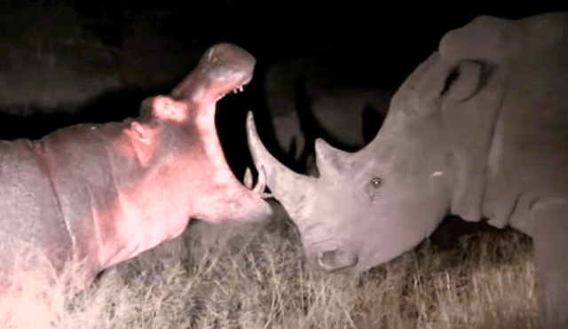 YouTube viral: Hipopótamo ataca a rinoceronte y este se venga de la peor forma [VIDEO] 