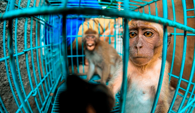 Venta de monos en Indonesia
