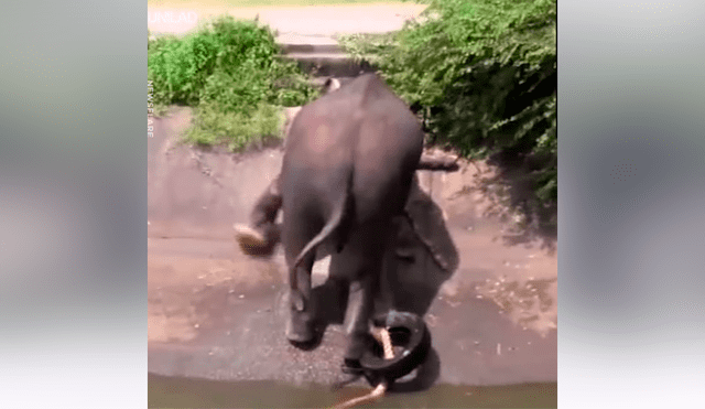 Elefante bebé queda atrapado en canal peligroso y pobladores hacen lo imposible por rescatarlo [VIDEO]