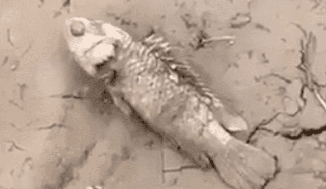 Facebook viral: Poblador encuentra pez 'moribundo' en la tierra, lo agarra y sucede lo impensado [VIDEO]