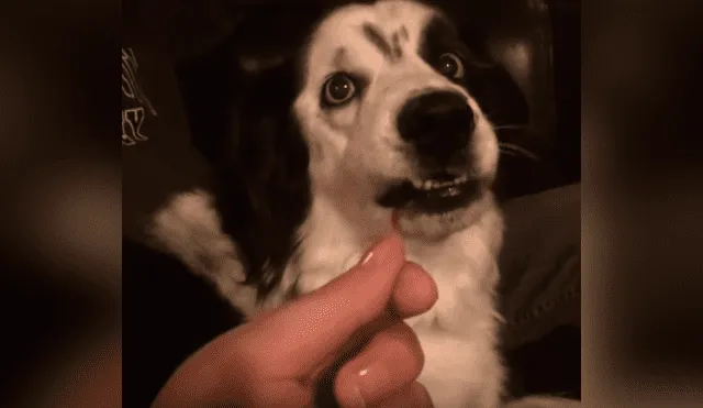 Facebook viral: dueña de perro engaña a su mascota y le hace creer que le arrancó la lengua [VIDEO]