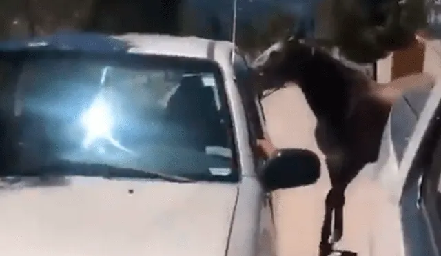 YouTube viral: se enfrenta a 'puñetazos' por rescatar a un caballo que era maltratado por su dueño [VIDEO]