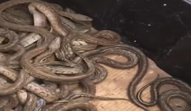 YouTube: Sorprendente video donde granjero extrae un grupo de serpientes utilizando sus "propias manos"