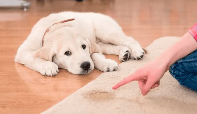 Dog tips: Consejos para evitar que tu perro se orine dentro de la casa