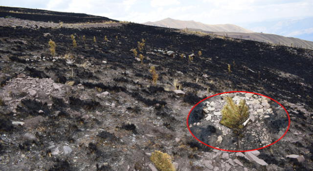 Incendio forestal que dañó varias hectáreas en el Cerro Picol afectó plantas instaladas en la zona.