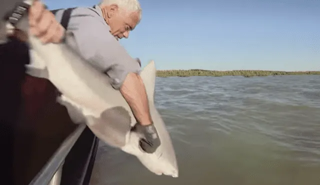 Desliza hacia la izquierda para el aspecto del tiburón toro. Imagen viral en YouTube.