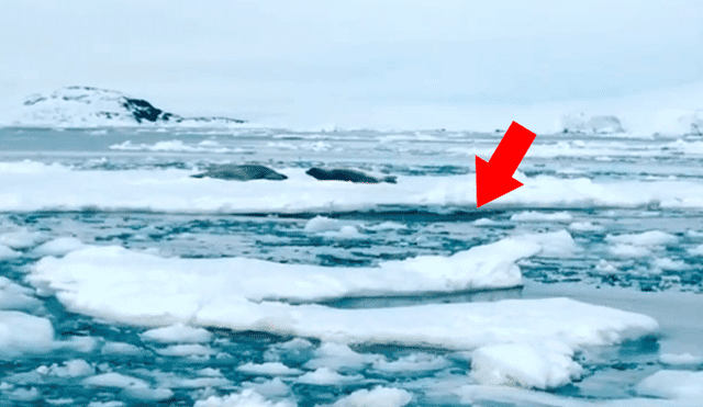 Facebook Viral: peligrosas criaturas marinas emergen del océano para atacar a tres focas [VIDEO]