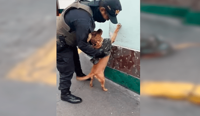 En Facebook, unos policías peruanos no tuvieron mejor idea que intervenir a un perro que actuó como un ‘delincuente’.