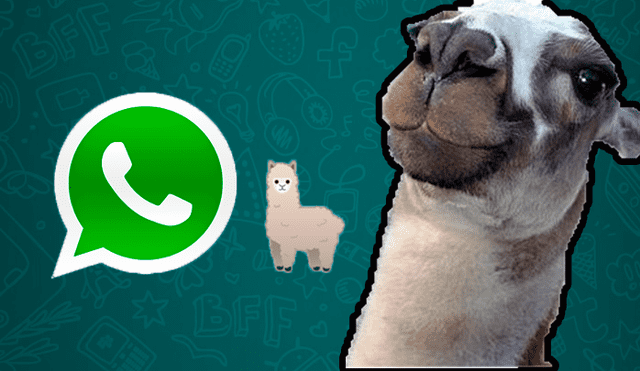 WhatsApp Viral: lanza emotivo emoji inspirado en la famosa "llama peruana" y así luce