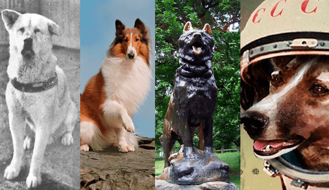 Hachiko, Lassie, Balto y Laika son solo algunos de los nombres más recordados. (Foto: composición Planeta Vivo / Petbucket / Tato's Bear Cave)