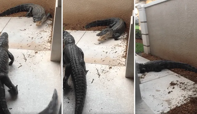 A través de Facebook se ha vuelto viral el aterrador momento en que dos cocodrilos pelean en la puerta de una casa.