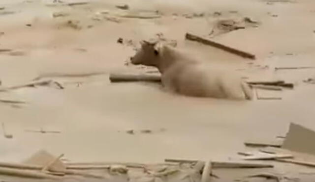 Punta Hermosa: ¿Qué pasó con los animales que fueron arrastrados por el huaico? | VIDEO