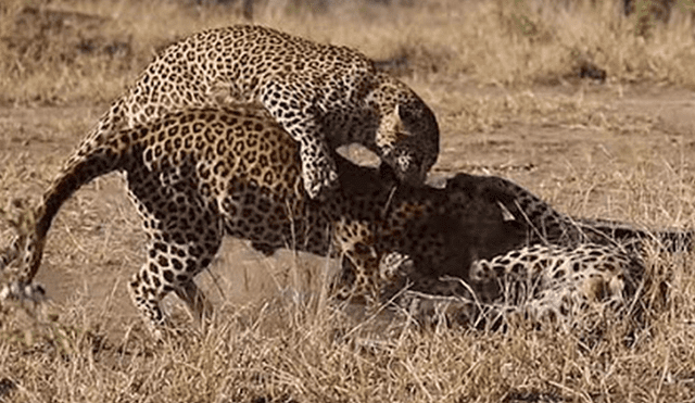 Desliza hacia la izquierda para ver la brutal batalla de los leopardos en Sudáfrica. Imagen viral de Facebook.