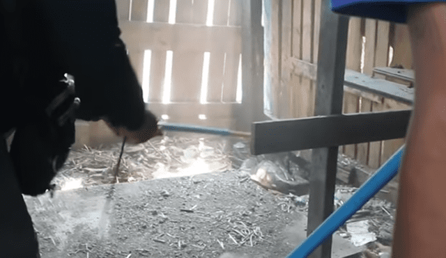YouTube viral: misterioso animal ingresa a gallinero y deja "congelado" a granjero que notó cómo lucía [VIDEO]