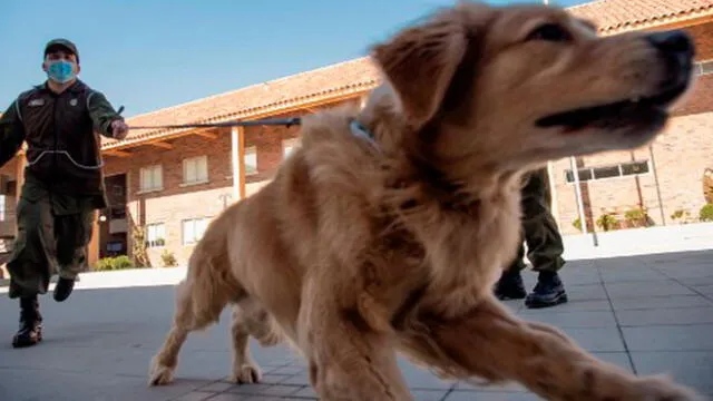 Miembros del equipo de entrenamiento canino de la policía chilena juegan con un perro Golden Retriever llamado Clifford. Foto: AFP.