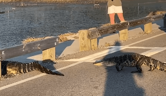 Un grupo de caimanes invadió las calles para poder llegar hasta un lago. Foto: Facebook