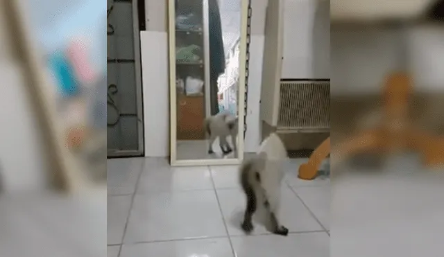 Video es viral en YouTube. La dueña del gato no dudó en grabar el curioso comportamiento del felino mientras se observaba en un espejo