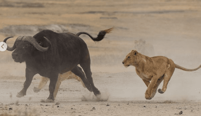 Leona intenta cazar a un búfalo para enseñarle a sus cachorros pero sucede lo imprevisto [FOTOS]