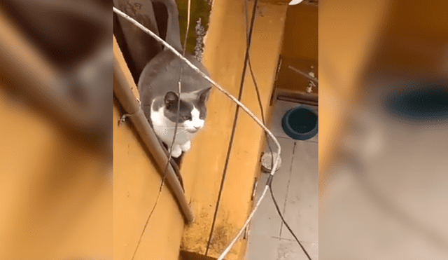 En Facebook, una mujer imitó el sonido de un gato callejero y no imaginó que este iba invadir su hogar.