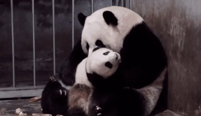 En YouTube, una mamá oso panda brindó unas emotivas caricias a su pequeña cría dentro de un recinto.