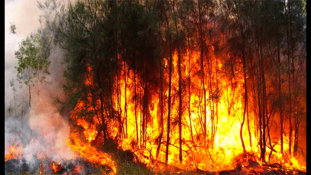¿Qué trágicas consecuencias dejaría el incendio forestal en la Amazonía? [FOTOS]