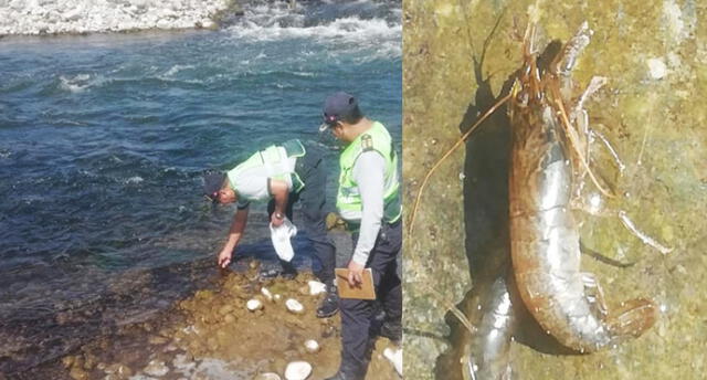 Cientos de camarones murieron en río Majes por presunto envenenamiento.